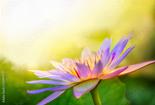  Fototapeta kwiat lotosu   w-pelni-kwitnacy-lotos-w-pieknym-porannym-sloncu-nad-stawem-lilie-wodne-z-pustymi