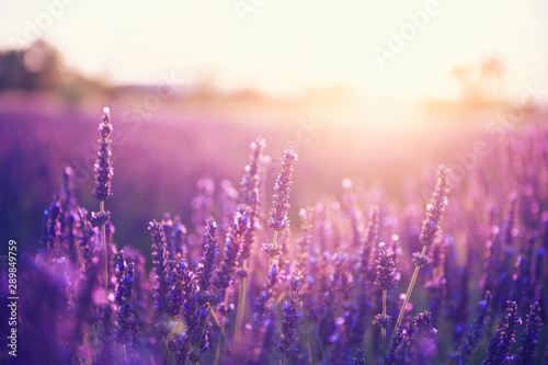 Photo Lavender flowers at sunset in Provence, France