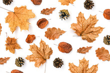 Autumn Composition. Dry Leaves Of Maple, Oak And Cones On White. Orange Leaves Of Different Shapes. Autumn Background. View From Above