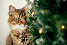 Maine Coon Cat With Green Eyes Sitting At Little Christmas Tree With Lights. Cute Kitty Relaxing Under Festive Christmas Tree. Winter Holidays. Pet And Holiday