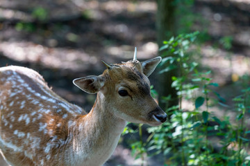 Wall Mural - young fallow deer (dama dama) is native species to europe.fallow deer has a great variability of col