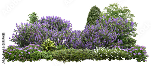 Cuadros en Lienzo Flower Hedge isolated on white background