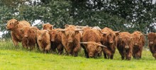 A Close Up Photo Of A Herd Of Highland Cows In A Field 
