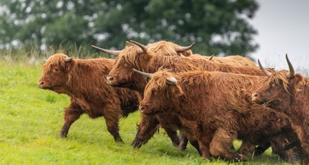 Wall Mural - A close up photo of a herd of Highland Cows in a field 