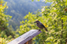 Bird Sitting On A Board. It Is Widespread In The Tatra Mountains.
