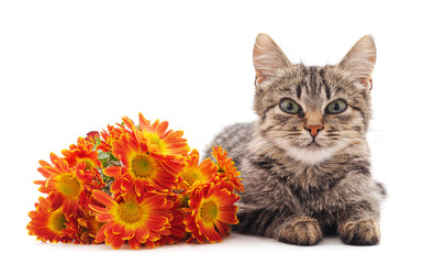 Wall Mural - Little cat with flowers.