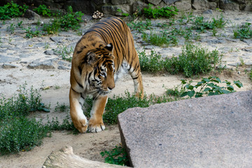 Siberian tiger, also known as the Amur tiger.