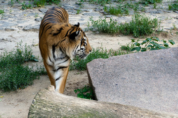 Siberian tiger, also known as the Amur tiger.