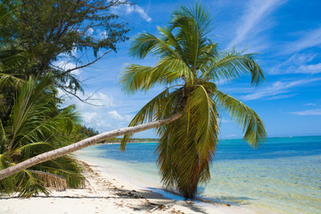 Poster - Inclined palm trees on wild coast of Sargasso sea, Punta Cana, Dominican Republic