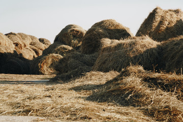 Wall Mural - a lot of haystacks, preparing animal feed for the winter