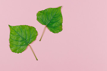 Wall Mural - Green leaves on pink pastel background. Minimal concept for freshness, ecology, nature. Flat lay.