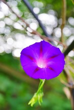 A Fully Open Blue And Purple Morning Glory Flower Vine (Ipomoea Purpurea)