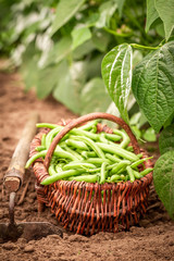 Wall Mural - Closeup of fresh green beans in a old wicker basket