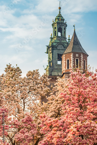 wawel-cathedral-towers-and-blooming-magnolia-tree-spring-krakow-poland