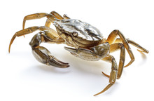 Crab Isolated On White Background