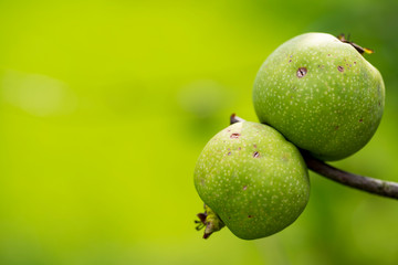 chaenomeles superba. Ramcke. Two apples hanging on twig. Green background, copy space.