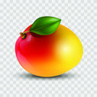 Fruit of a ripe mango isolated on a transparent background, exotic, tropical fruit, 3D. Vector illustration.