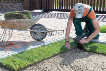 Wall Mural - Natural Grass Turf Professional Installer. Gardener Installing Natural Grass Turfs Creating Beautiful Lawn Field.