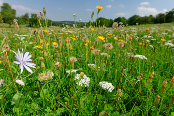 Poster - Wegwarte (Cichorium inytbus) in  einer Streuobstwiese - Chicory