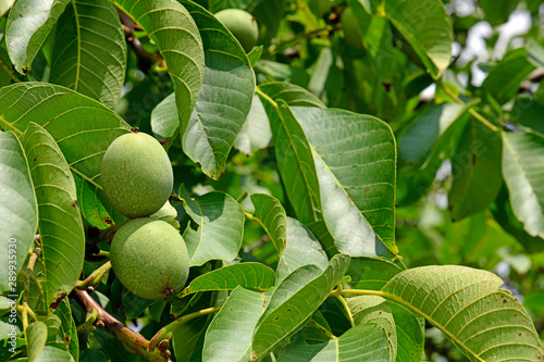 Fotomural Walnüsse (Juglans regia) am Baum - walnuts