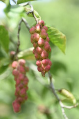 Sticker - Magnolia kobus fruits / Magnolia kobus has white flowers in early spring, and its knob-like fruits ripen red in autumn.