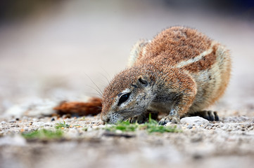 Wall Mural - south african ground squirrel (xerus inauris)