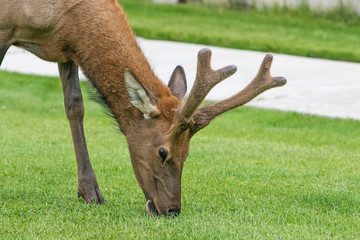 Wall Mural - Young male elk