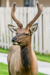 Wall Mural - Young male elk