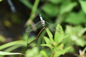 Poster - Dragonfly / Common skimmer (Male) / Common skimmers are flying by the water and the male body is light blue.