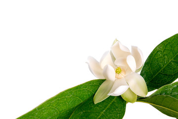 Wall Mural - White magnolia grandiflora flower and green leaf on isolated background. (With clipping path).