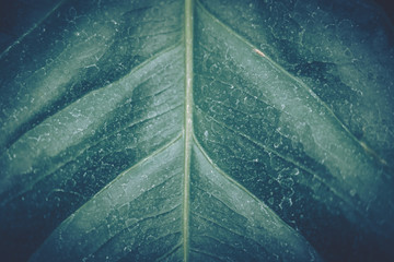 Green leaves pattern; Natural background; vintage style