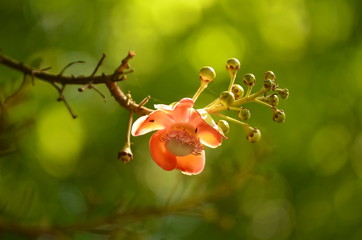  Sal Flower