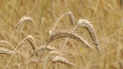 Wall Mural - Gold wheat field. Ears of golden wheat close up. Rural Scenery under Shining Sunlight. Meadow wheat field. Wheat grain field on sunny day. Cereal farming. 