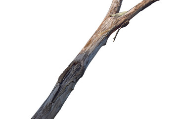 Wall Mural - dry tree branch isolated on white background. object with clipping path.