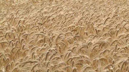 Wall Mural - Gold wheat field. Ears of golden wheat close up. Rural Scenery under Shining Sunlight. Meadow wheat field. Wheat grain field on sunny day. Cereal farming. 