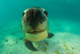 Fototapeta Łazienka - Australian Sea Lion underwater photo