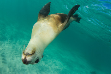 Poster - Australian Sea Lion underwater photo