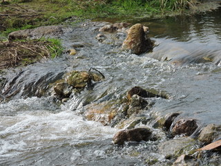 Wall Mural - stream in the forest