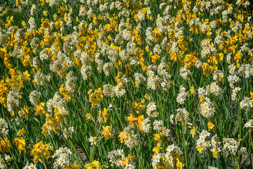 Wall Mural - Field with yellow and white daffodils.