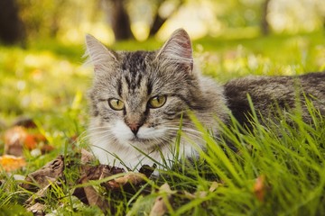 Wall Mural - Beautiful cat lies on the grass with leaves. Pet. Cat for a walk