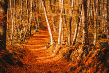 Path Inside A Forest In Autumn