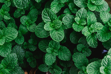 Wall Mural - Natural green background of mint leaves