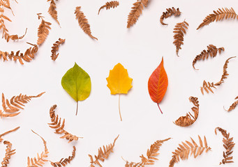 Poster - Three different colored fallen autumn leaves on white