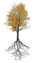 Canvas Print - gold autumn large maple tree with root