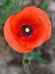 Wall Mural - Red poppy flower in detail on field.