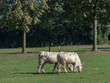 Weisse Kühe im Münsterland