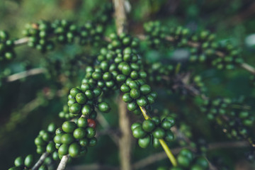 Poster - Green coffee Arabica in nature fresh green