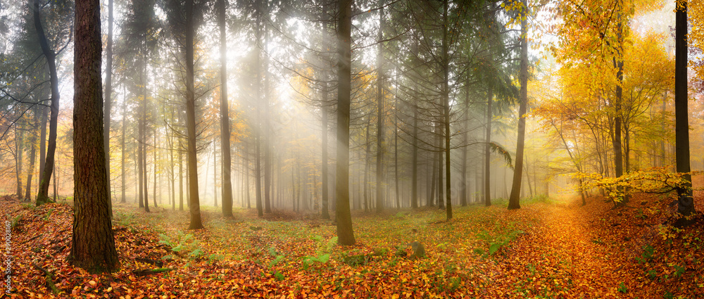 Misty autumn forest with beautiful rays of soft light - obrazy, fototapety, plakaty 