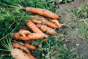 Wall Mural - Autumn carrot harvest in your own garden 1