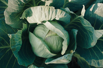 Wall Mural - head of cabbage in a garden close-up